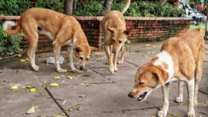 ‘कुछ जिम्मेदारी तो लीजिए…’: सुप्रीम कोर्ट ने दिल्ली-एनसीआर के आवारा कुत्तों को पकड़ने को चुनौती देने वाली याचिकाओं पर फैसला सुरक्षित रखा